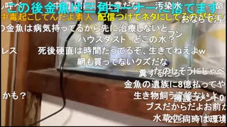 かなた（赤間蘭）　金魚死んじゃった！！なんで？！？！？！