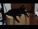 うごかないこま