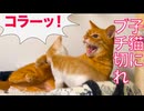 子猫おじさん、リアル子猫にブチキレ