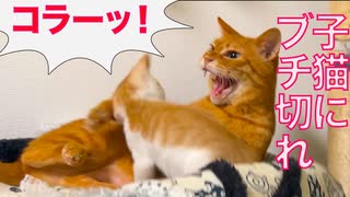 子猫おじさん、リアル子猫にブチキレ