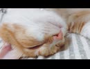 【猫】✩おむの日常✩
