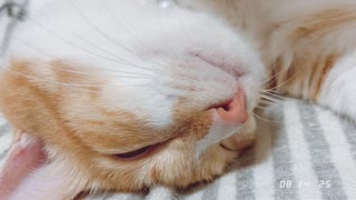 【猫】✩おむの日常✩