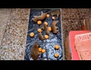 ホモと見るご馳走を目の前に罠にかかって人生終了るネズミ