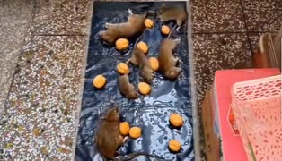 ホモと見るご馳走を目の前に罠にかかって人生終了るネズミ