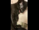 目覚めの子猫