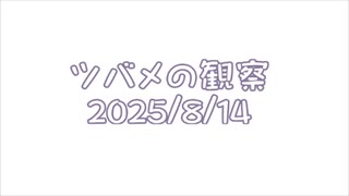 つばめの観察2025No037