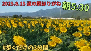 ひまわり畑 間もなく見頃終了？！道の駅ほりがね