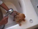シャンプーして貰うチワワ。