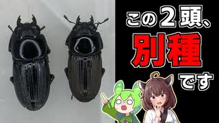 【ニコニコ虫祭り】誰得！マイナーな外国産ヒラタクワガタ♀の判別法