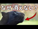 クロヒョウが淘汰されない理由がこちら【解説動画】