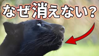 クロヒョウが淘汰されない理由がこちら【解説動画】