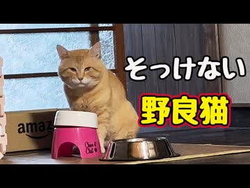 「にゃぁ」な気分ではない様です…【野良猫】