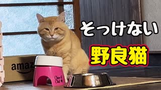 「にゃぁ」な気分ではない様です…【野良猫】