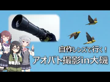 【千冬の自作レンズ】自作レンズで行く!潮高アオバト撮影部in大磯【花隈千冬投稿祭2025夏】
