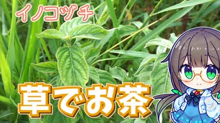 どこでも生えてる"イノコヅチ"をお茶にする！