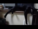 近くにいるこま