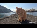 徐々に春の兆しが猫島にも届いてきてます