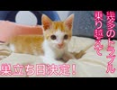 超出遅れ子猫、トラブルを乗り越え巣立ちの日決定！