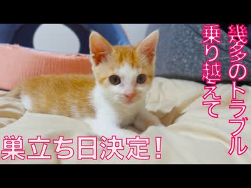 超出遅れ子猫、トラブルを乗り越え巣立ちの日決定！