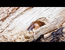 ピヨさん家の「オオクワガタ観察記録」【2025.8月パート1】