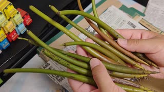 【最強の生物濾過】マングローブを屋外ビオトープと室内水槽で育てる