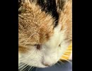 偶然猫と遭遇したので撮影した3