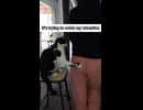 ホモと見る女にいたずらする猫たち