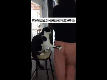 ホモと見る女にいたずらする猫たち