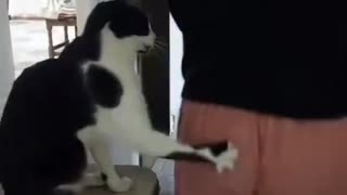 ホモと見る女にいたずらする猫たち