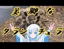 【ニコニコ虫祭り】南米の美脚タランチュラ