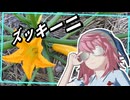 ズッキーニ、雄花が無いんだけど……、さてどうする？【美宵の家庭園芸 ニコニコ出張版】