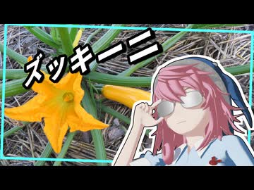 ズッキーニ、雄花が無いんだけど……、さてどうする？【美宵の家庭園芸 ニコニコ出張版】