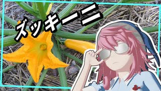 ズッキーニ、雄花が無いんだけど……、さてどうする？【美宵の家庭園芸 ニコニコ出張版】