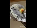 ブラブラ〜