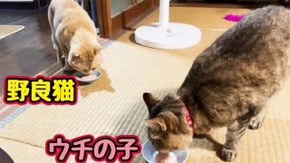 慣れてきたような そうでないような…【野良猫】