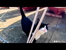 ハチワレと茶トラのロープにタッチ！
