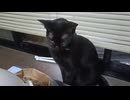 不満げなこま