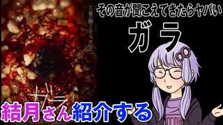 結月さんの映画紹介「ガラ」