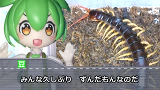 帰ってきたずんだもんの奇蟲解説なのだ！