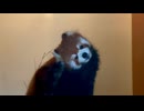 【東武動物公園】カリンちゃんのカキカキタイム【レッサーパンダ】