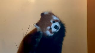 【東武動物公園】カリンちゃんのカキカキタイム【レッサーパンダ】