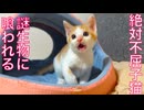 絶対不屈子猫、謎生物に喰われる危機