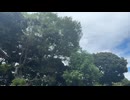 耳すませてみて ひぐらし 生物の音 asmr