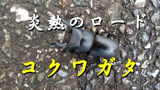 昆虫　炎熱のロード　コクワガタ