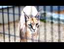 ごかつら池どうぶつパーク