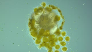 【研究者のマニアックトーク】Ep.43 みんなの人気者、ソウジウオが微生物群集に与える影響【ススメ！有孔蟲】