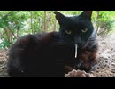 【閲覧注意】野良猫の鼻水がヤバすぎて取ろうとした結果ｗｗｗ