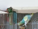 下から木をかじるインコ 上にキンカチョウ72025年8月17日