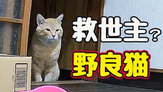 たすかったぁ〜【野良猫】