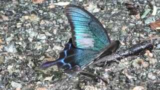 8月の生き物と池の補修